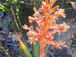Tritoniopsis antholyza flowering exuberantly 